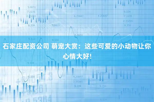 石家庄配资公司 萌宠大赏：这些可爱的小动物让你心情大好!