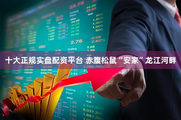 十大正规实盘配资平台 赤腹松鼠“安家”龙江河畔